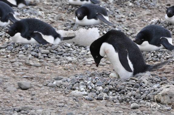 Pinguim adelie examina um de seus ovos na praia de Brown Bluff, na Antártida